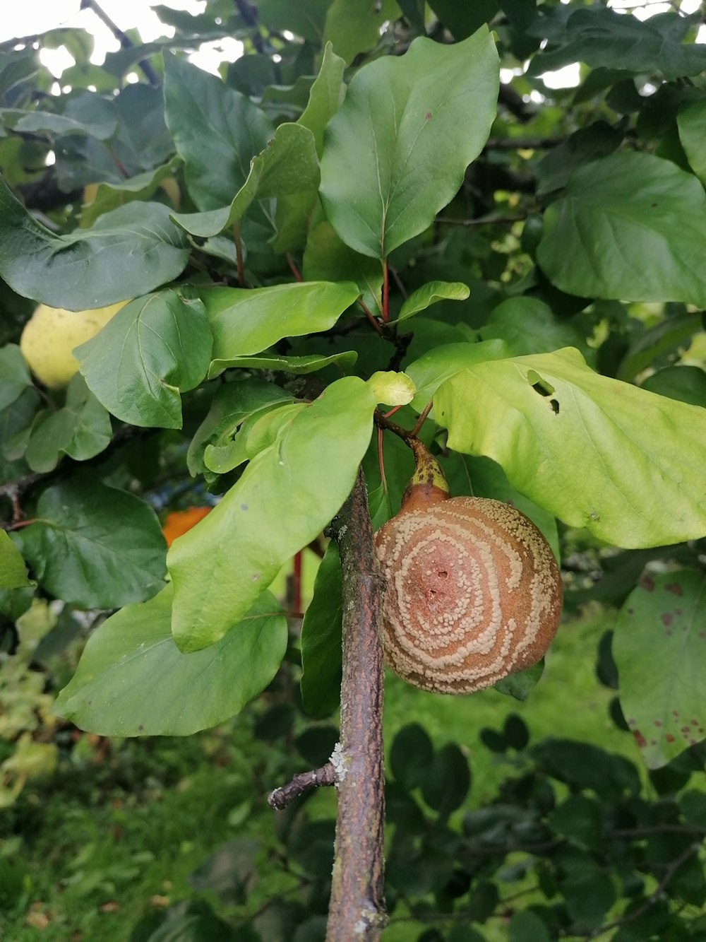 a close up of a tree with a snail on it