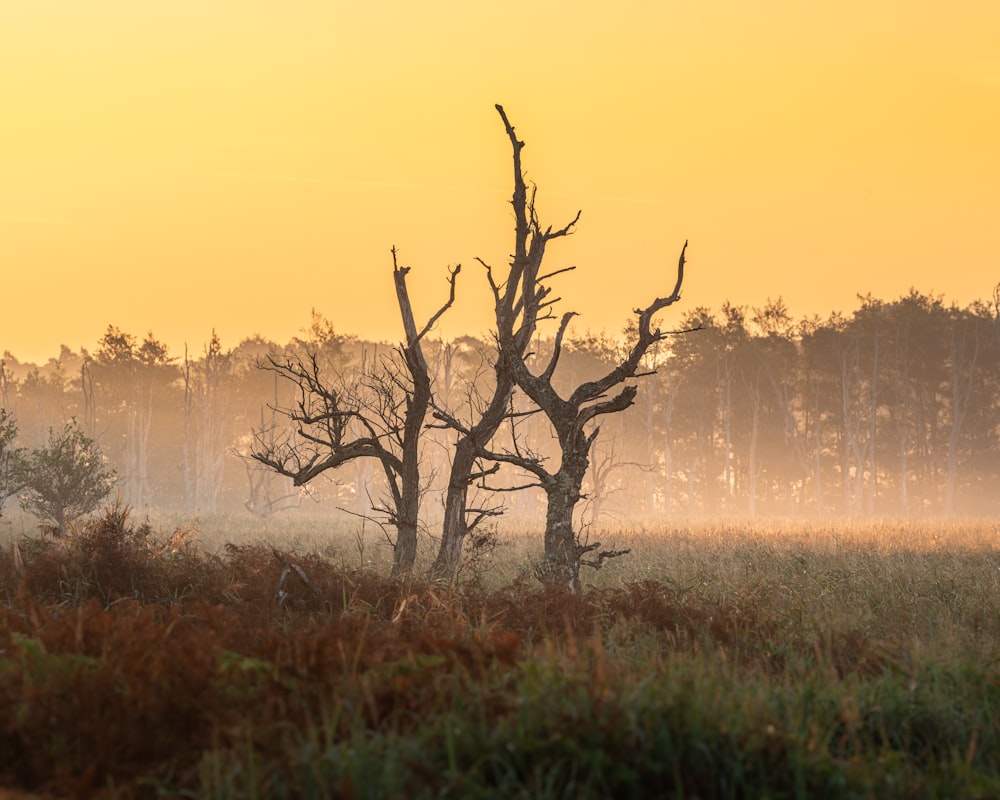 a foggy field with a lone tree in the foreground