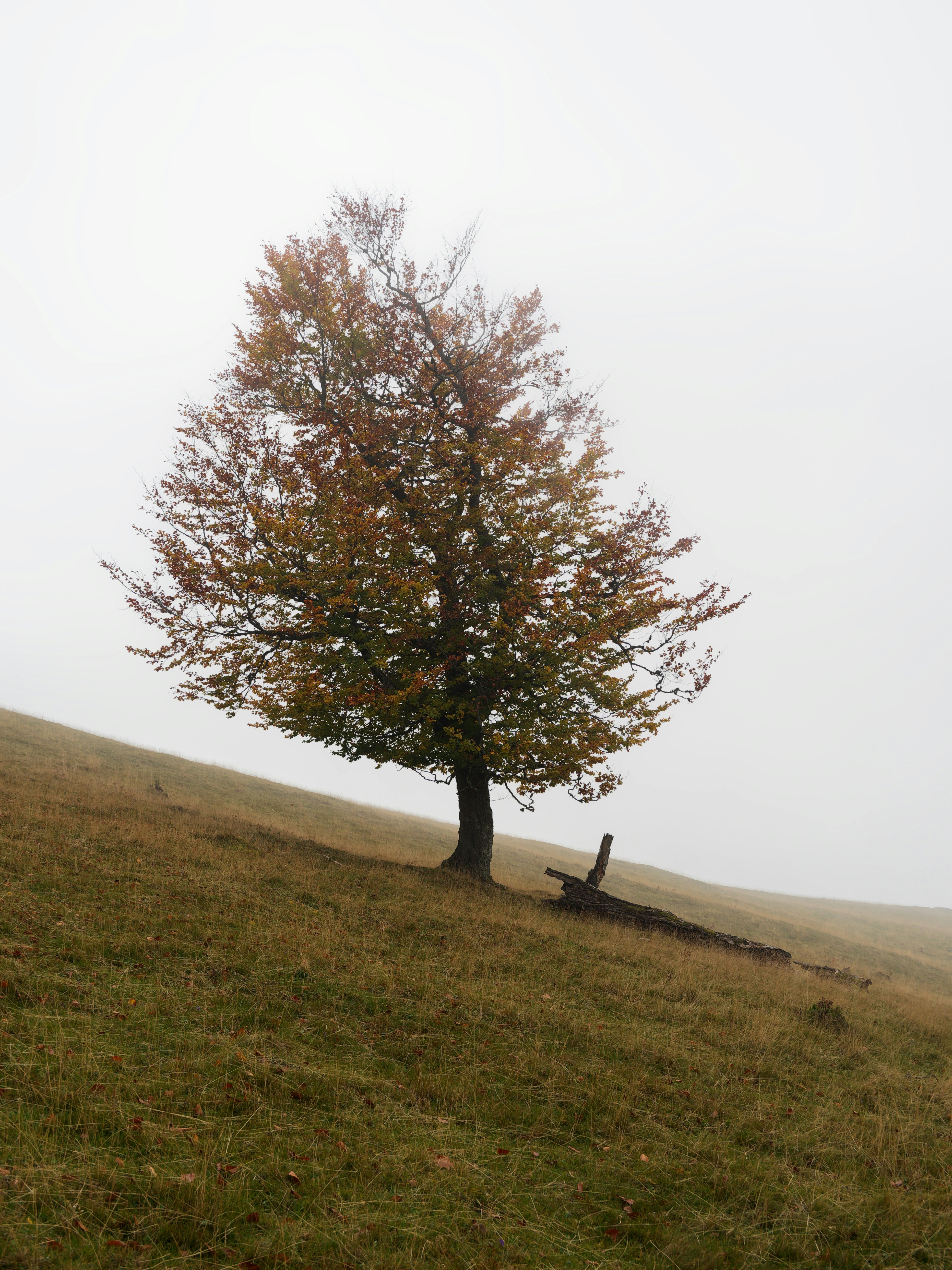 Photo by illes_cristi