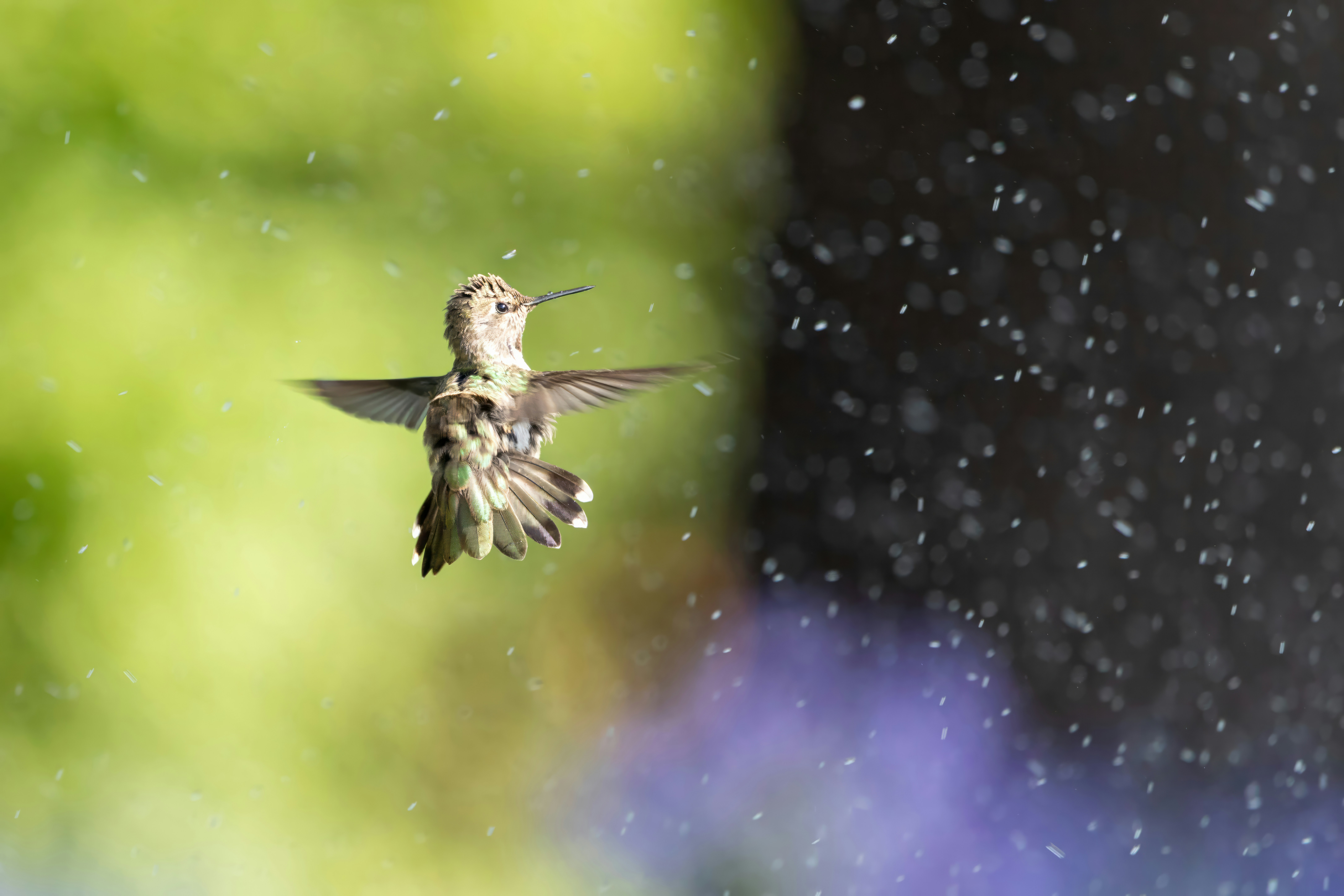 a hummingbird flying in the rain with it's wings spread