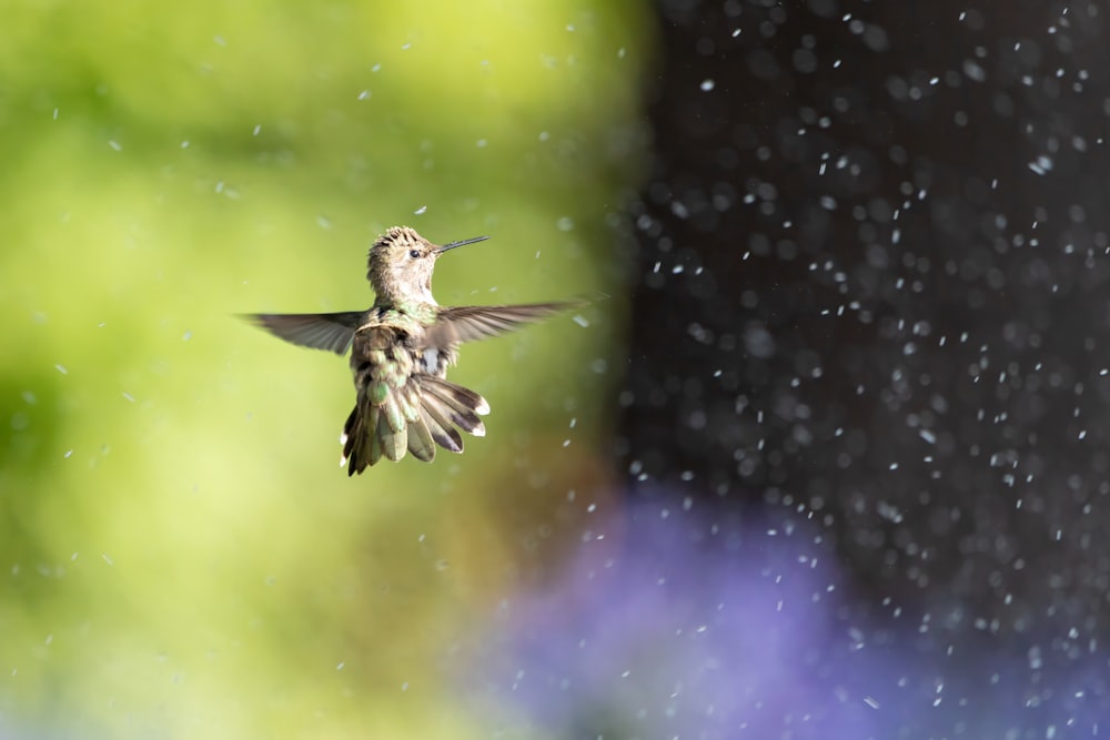 a hummingbird flying in the rain with it's wings spread