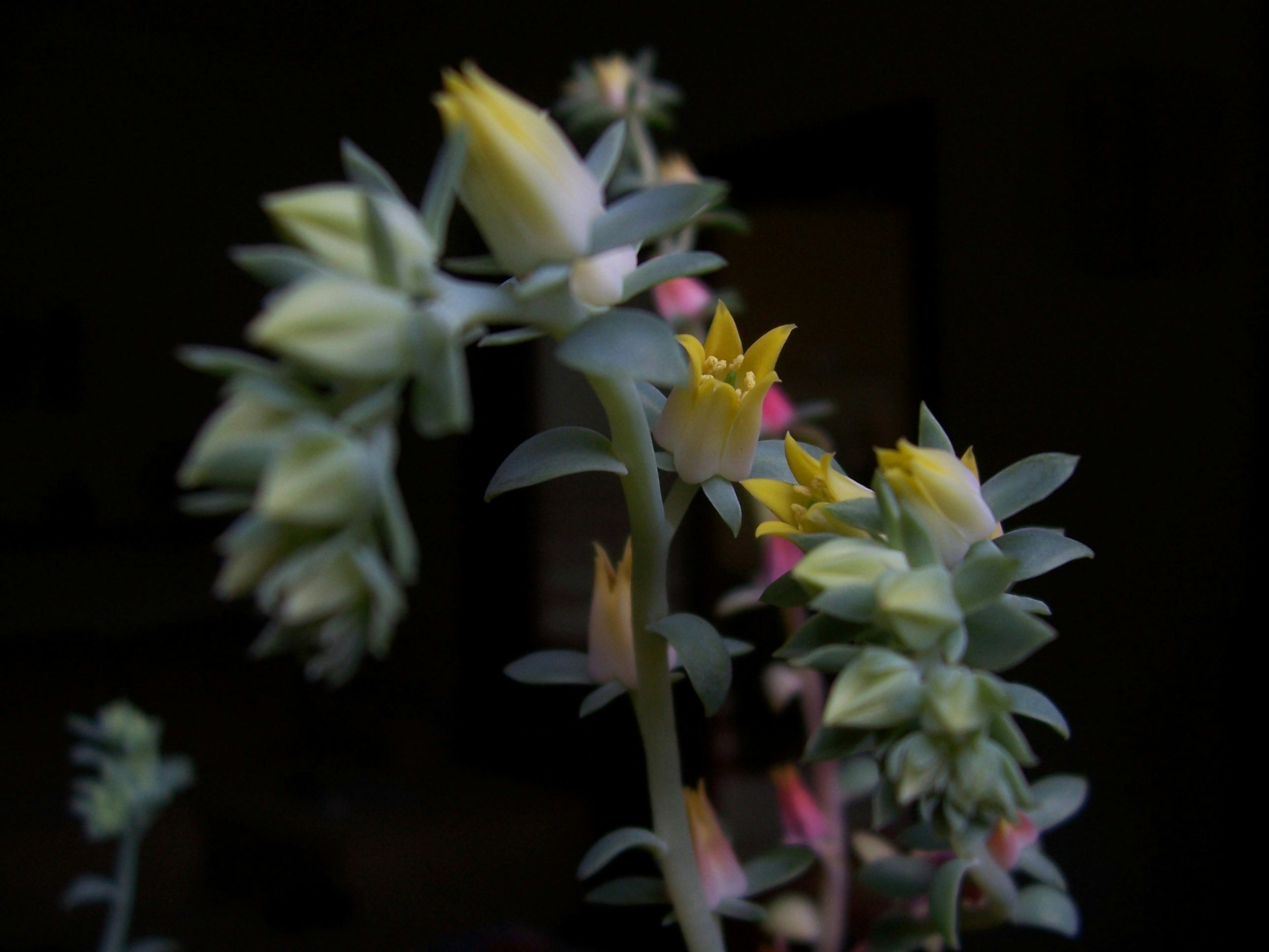 a close up of a bunch of flowers in a vase