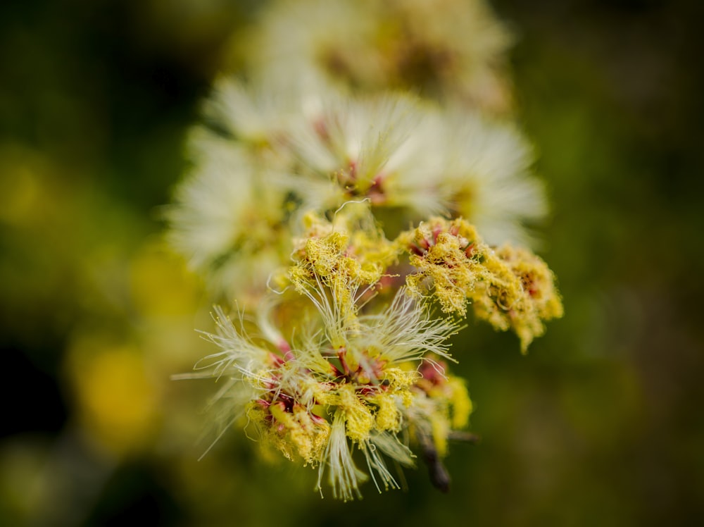 a close up of a plant with yellow flowers