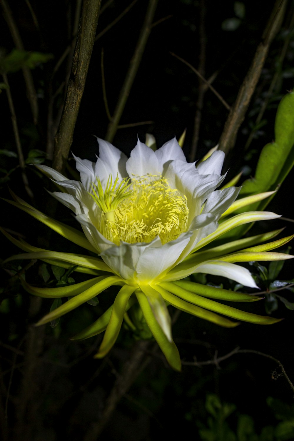 a large white flower with yellow stamens