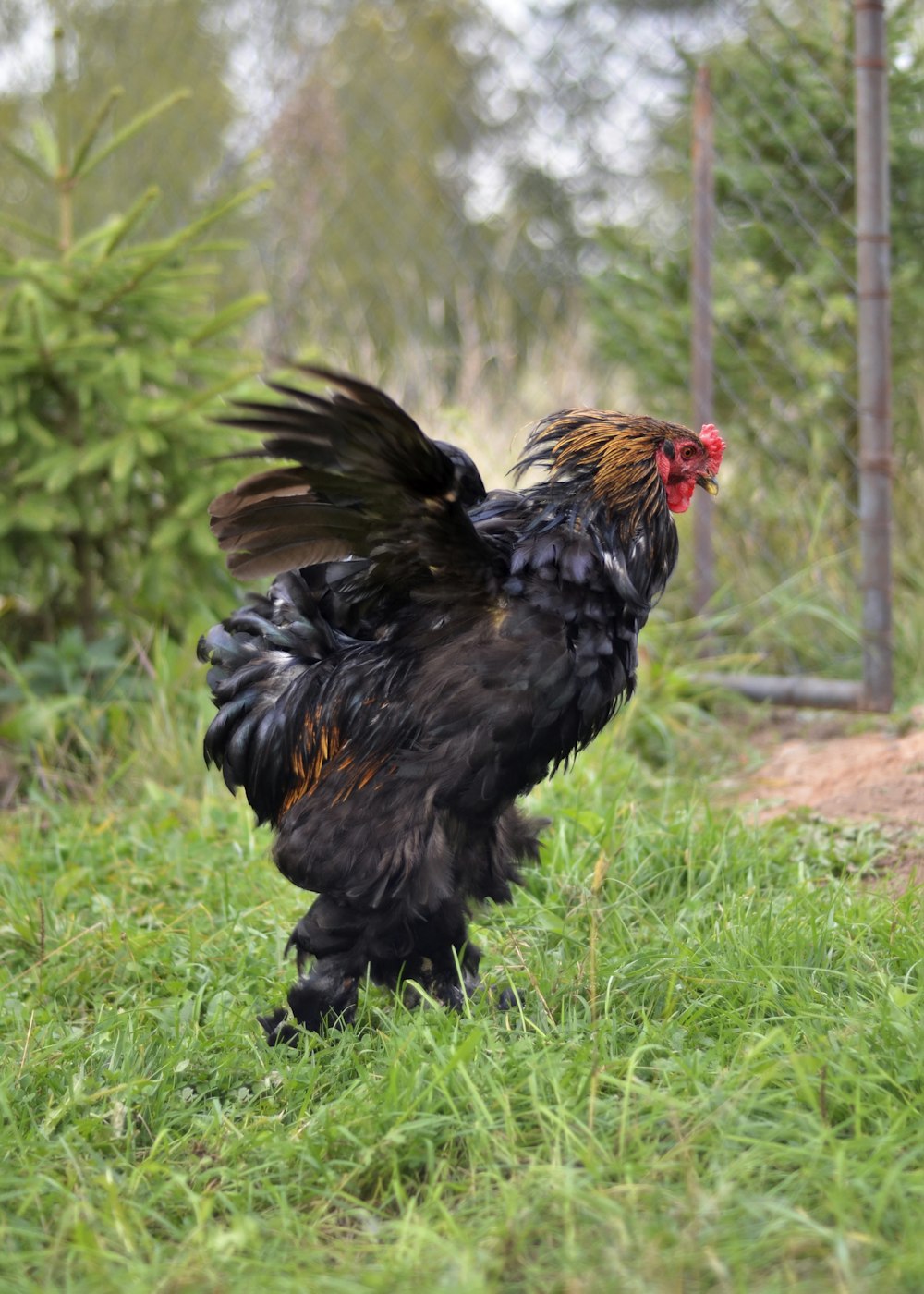 a black rooster standing on top of a lush green field