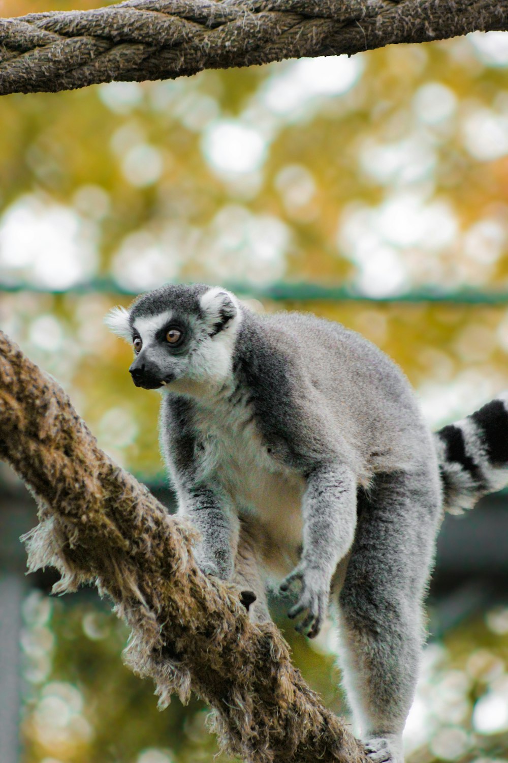 a small gray and white animal on a tree branch