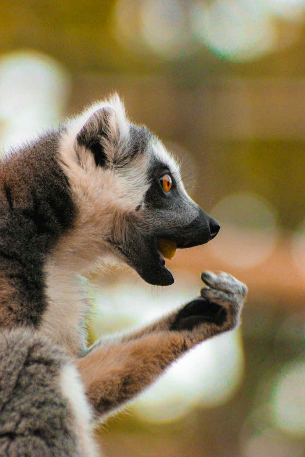 a close up of a small animal with a blurry background