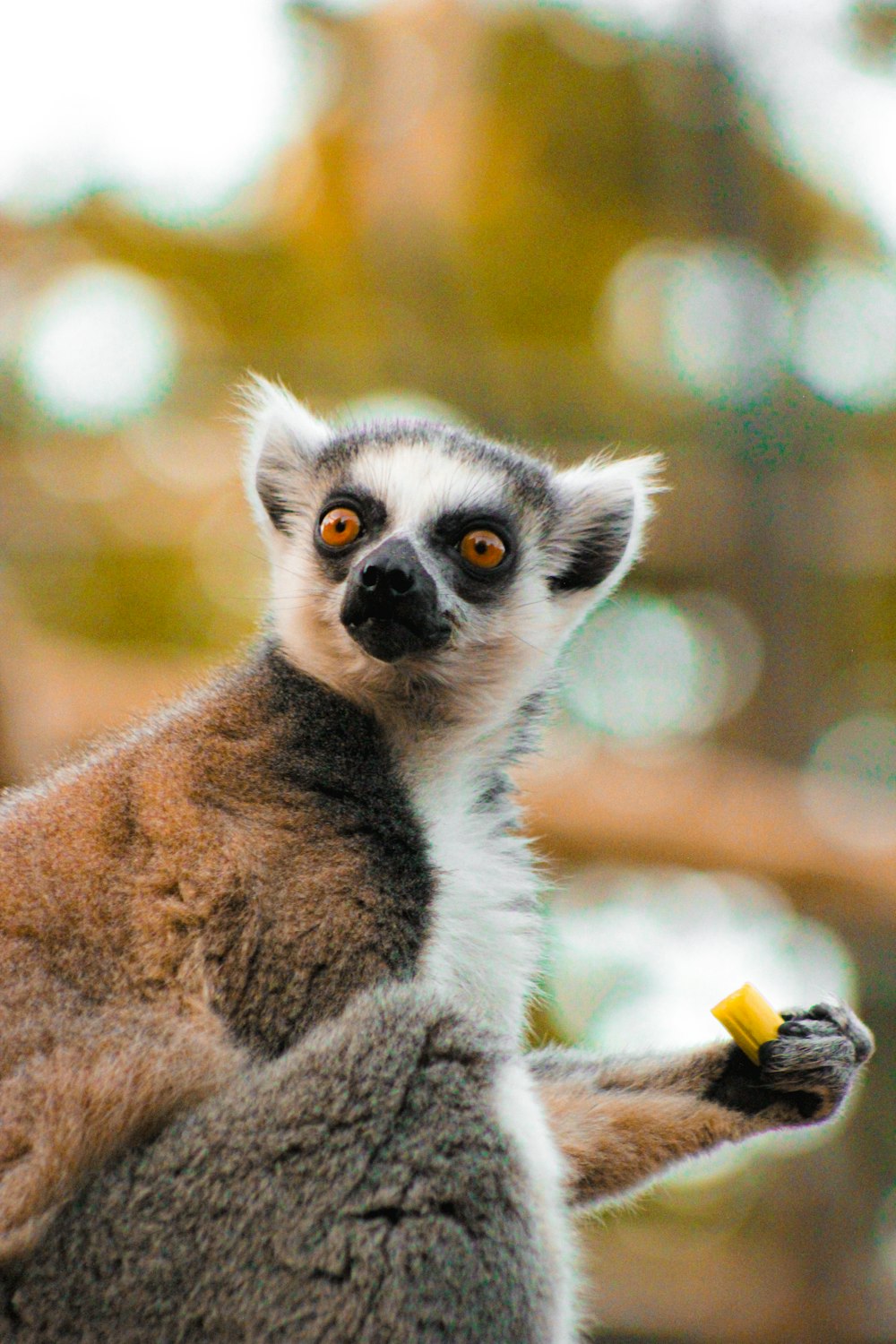 a close up of a small animal with a blurry background