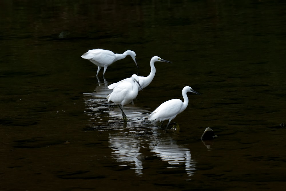 three white birds are standing in the water