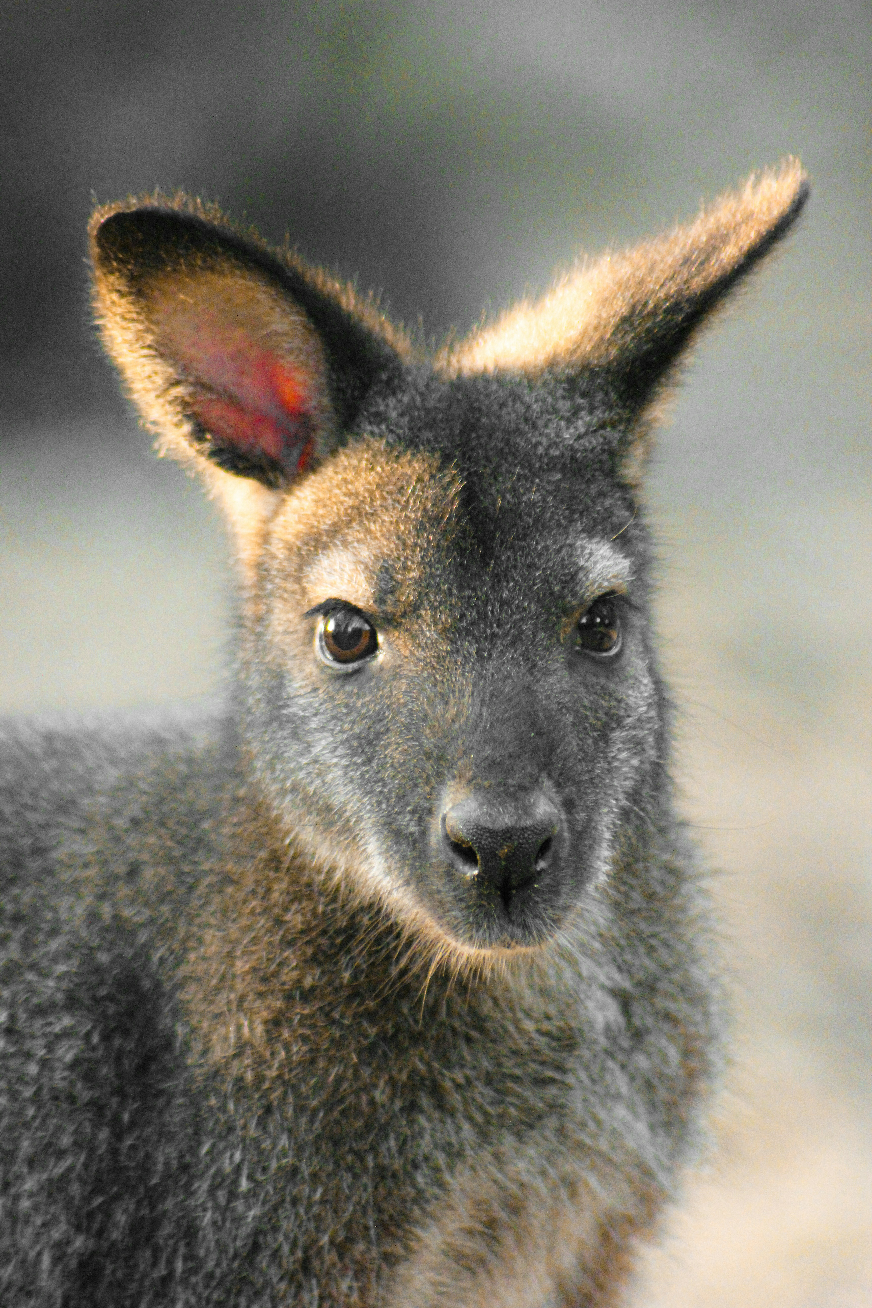 close-up hewan kecil dengan latar belakang buram