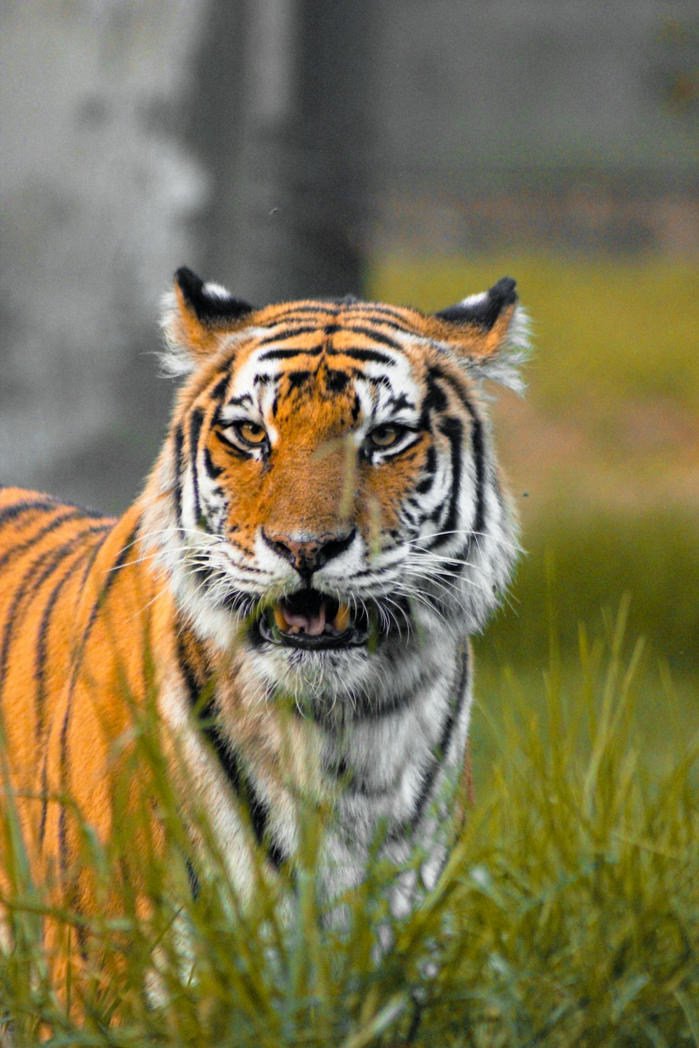 a close up of a tiger in a field of grass