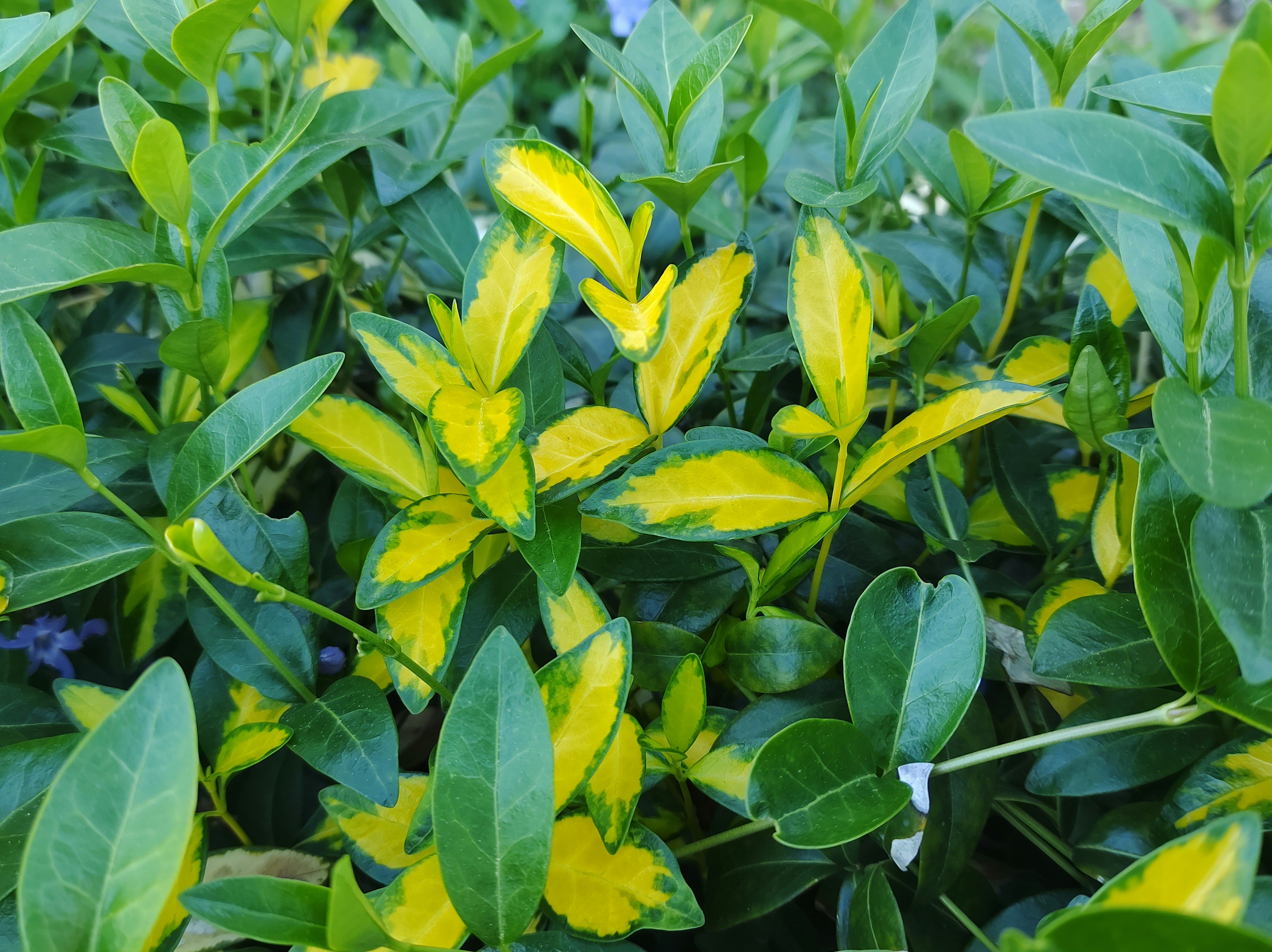 Photo by theobserver_17_14_26_31