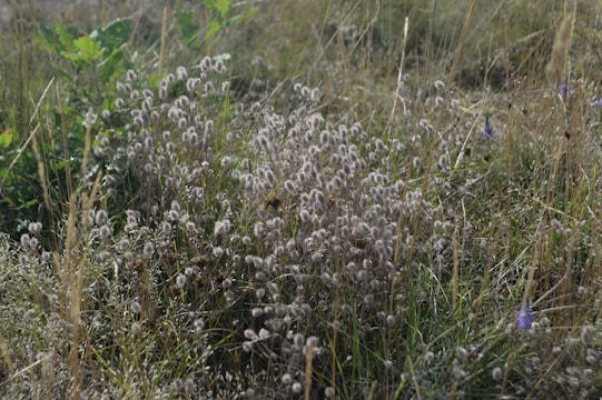 A dense growth of wild grasses and small flowering plants in what appears to be an uncultivated natural setting. The scene has a variety of grasses, some of which have fluffy seed heads. Green foliage is visible in the background, and there are a few small, scattered purple flowers.