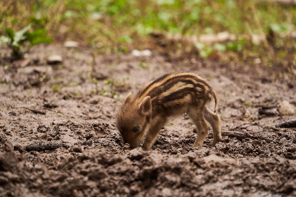 a small animal is standing in the mud