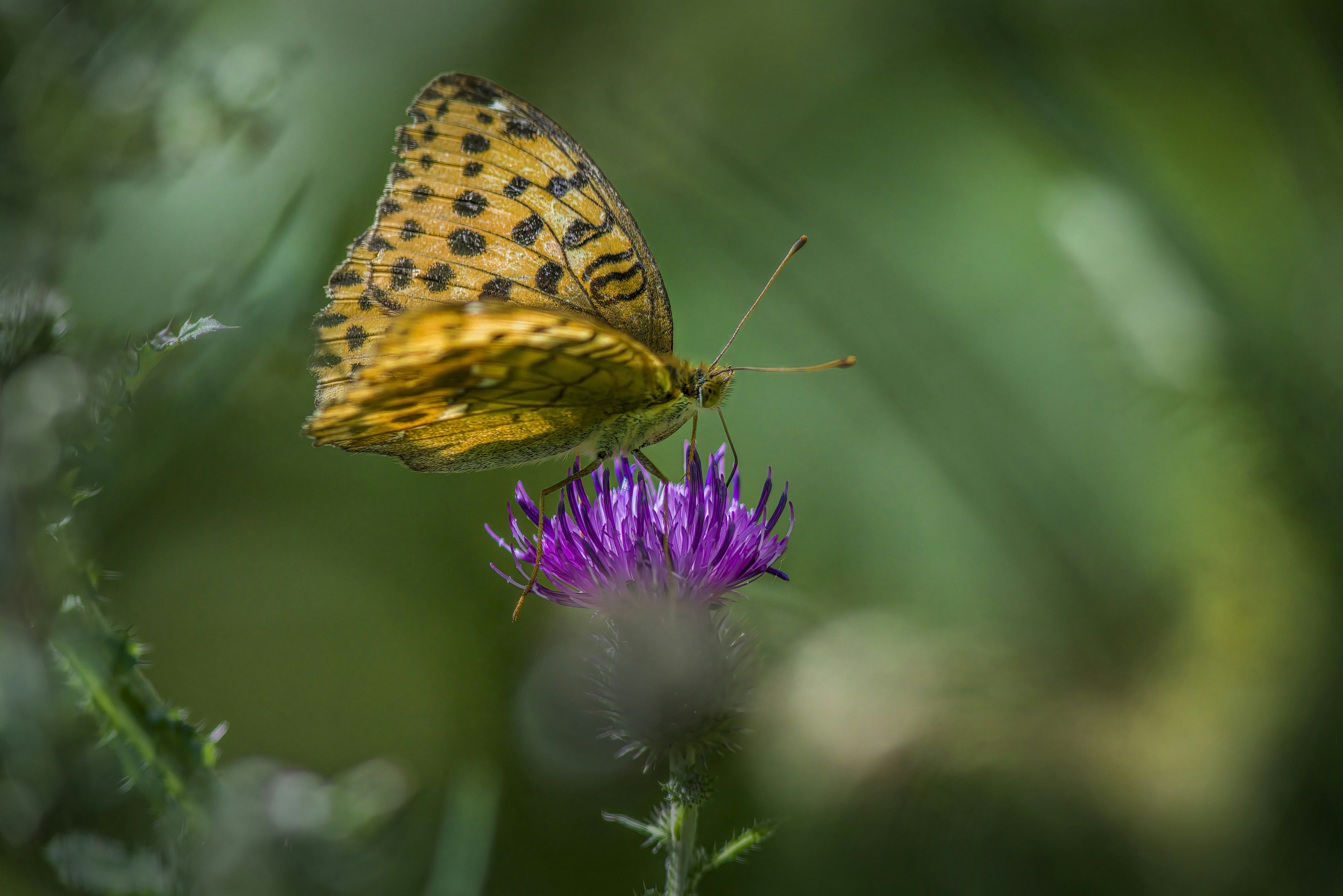 Photo by erik_karits