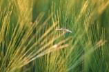 A close-up of a mosquito perched on thin blades of grass, bathed in warm, golden sunlight. The background is softly blurred, emphasizing the delicate structure of the mosquito and the surrounding greenery.