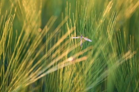 A close-up of a mosquito perched on thin blades of grass, bathed in warm, golden sunlight. The background is softly blurred, emphasizing the delicate structure of the mosquito and the surrounding greenery.