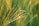 A close-up of a mosquito perched on thin blades of grass, bathed in warm, golden sunlight. The background is softly blurred, emphasizing the delicate structure of the mosquito and the surrounding greenery.