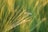 A close-up of a mosquito perched on thin blades of grass, bathed in warm, golden sunlight. The background is softly blurred, emphasizing the delicate structure of the mosquito and the surrounding greenery.
