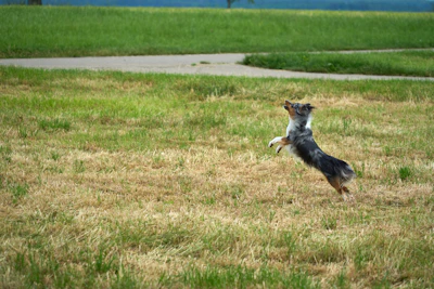 A medium-sized dog in a vibrant hoodie playing happily in a garden.