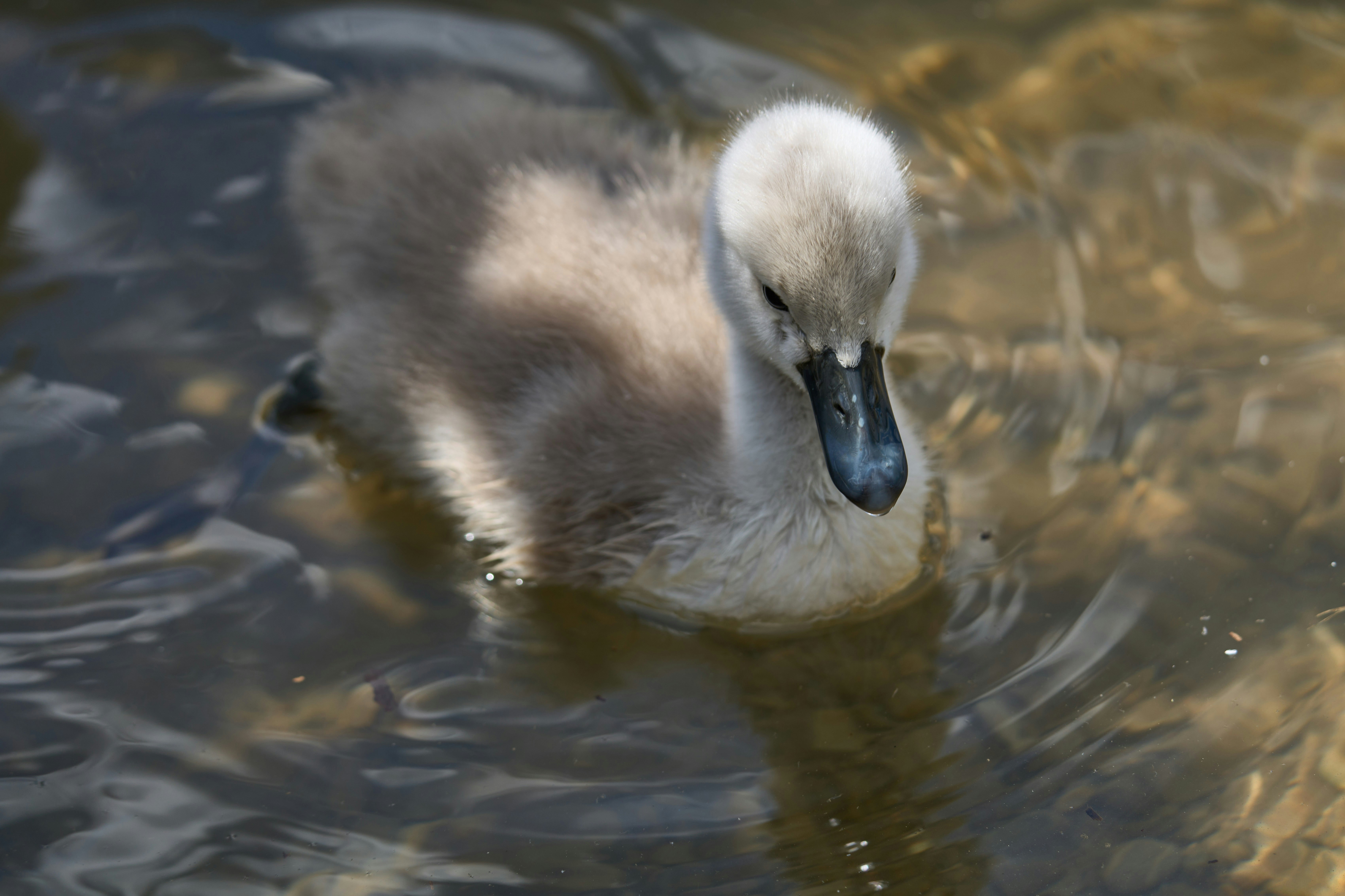 Photo by wolfgang_hasselmann