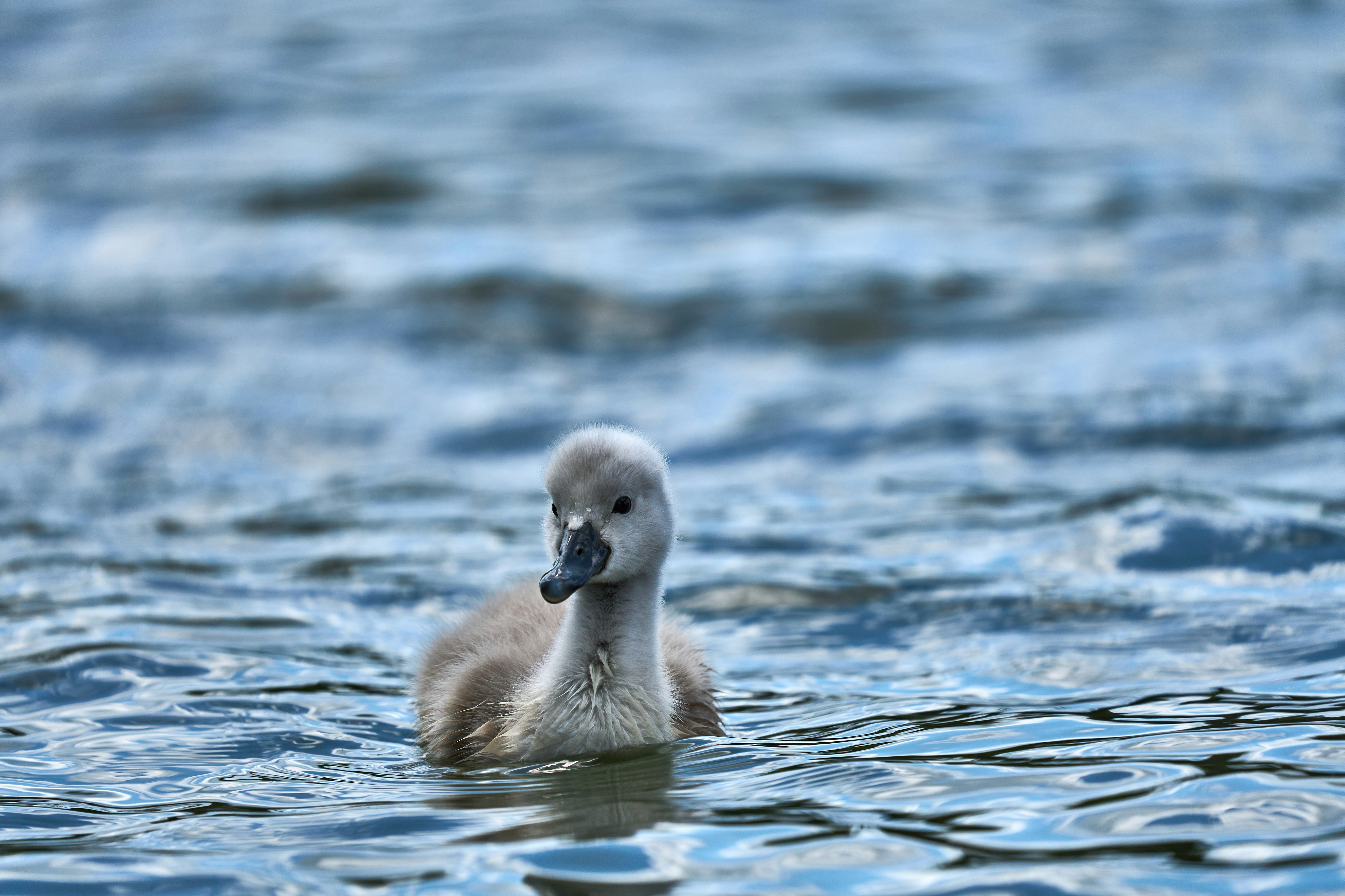 Photo by wolfgang_hasselmann