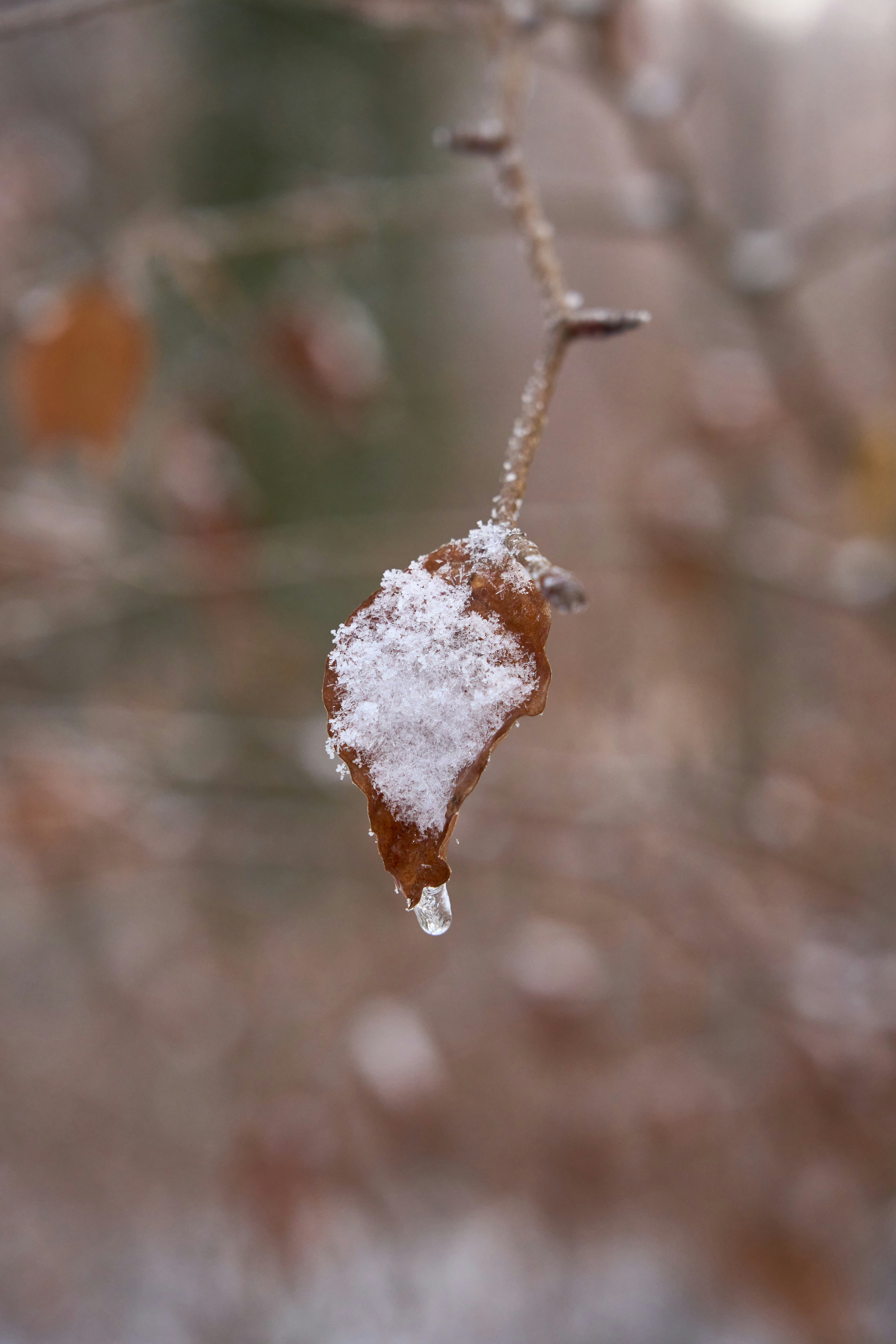 Photo by wolfgang_hasselmann