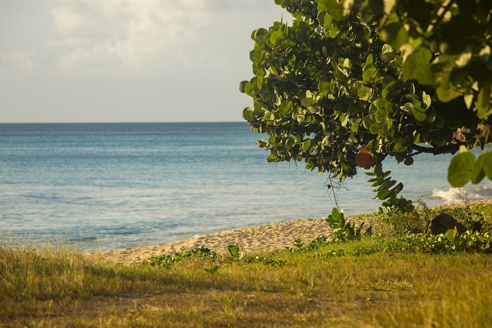 a view of the ocean from behind a tree