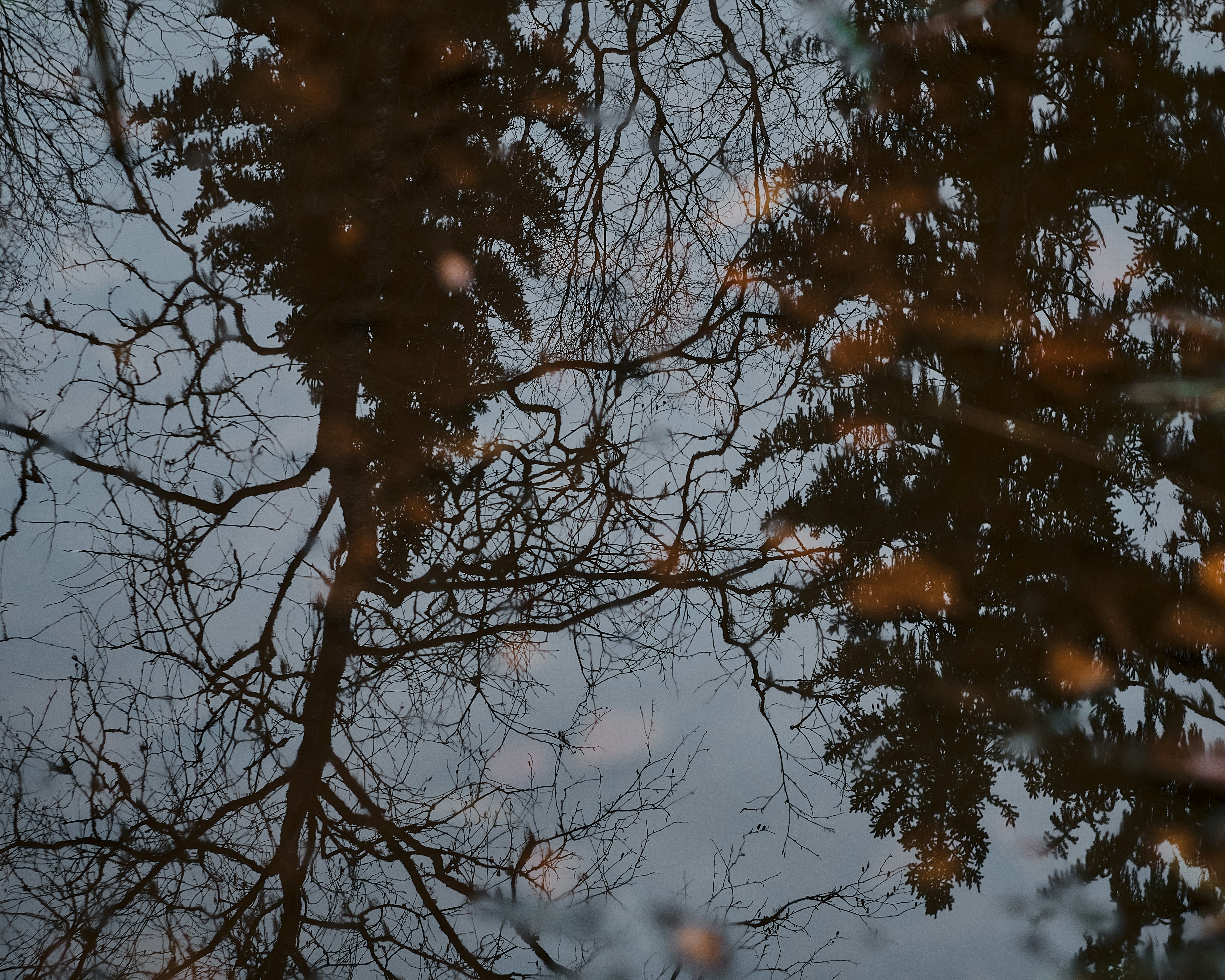 the reflection of a tree in a puddle of water