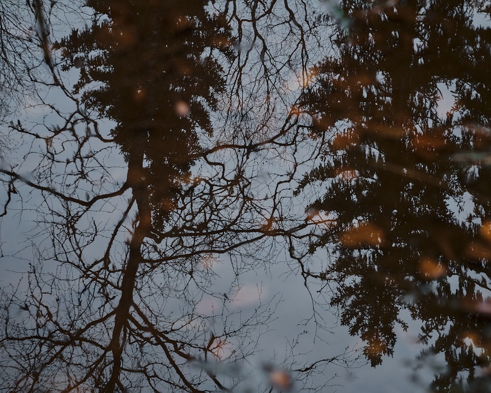 the reflection of a tree in a puddle of water