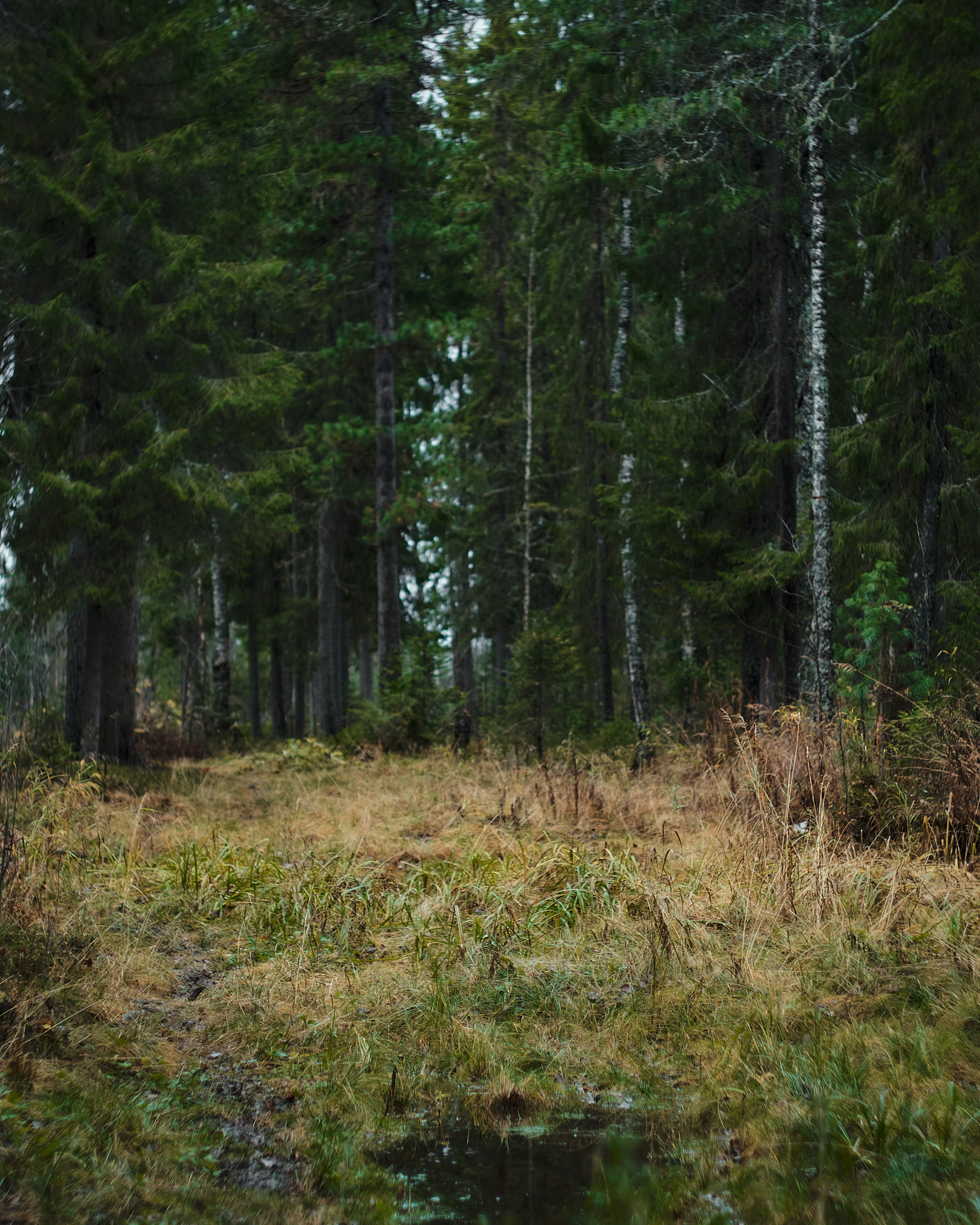 a black bear walking through a forest filled with trees