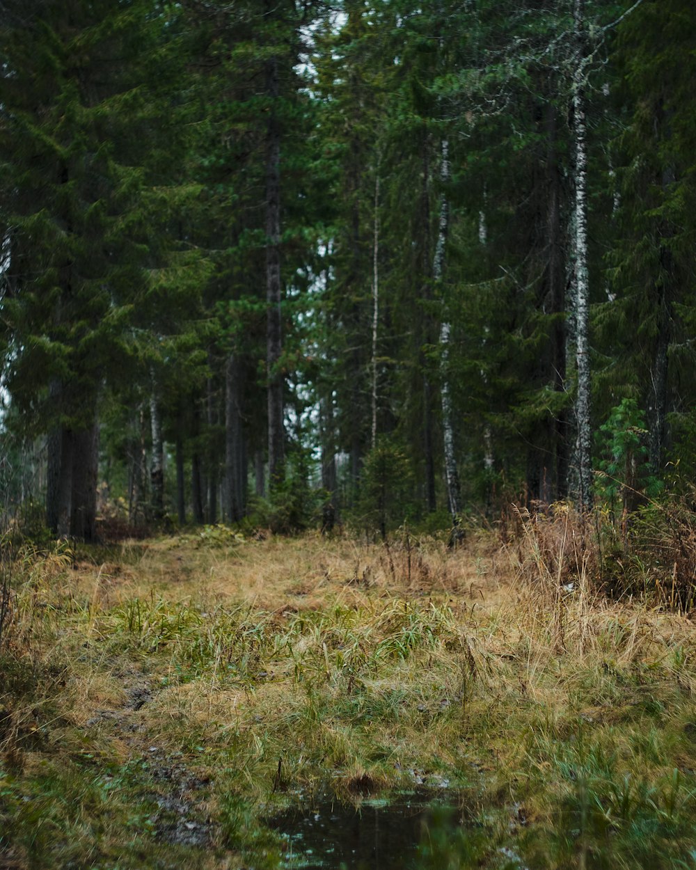 a black bear walking through a forest filled with trees