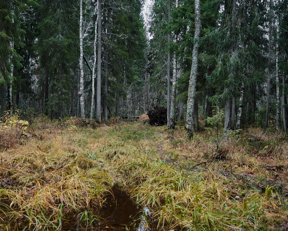 a forest filled with lots of trees and tall grass