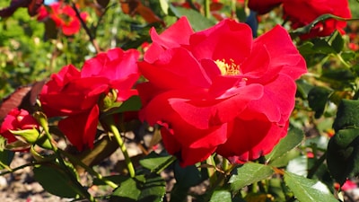 Close-up of vibrant red roses blooming in a sunny Australian garden.