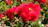 Close-up of vibrant red roses blooming in a sunny garden.