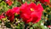 Close-up of vibrant red roses blooming in a sunny garden.