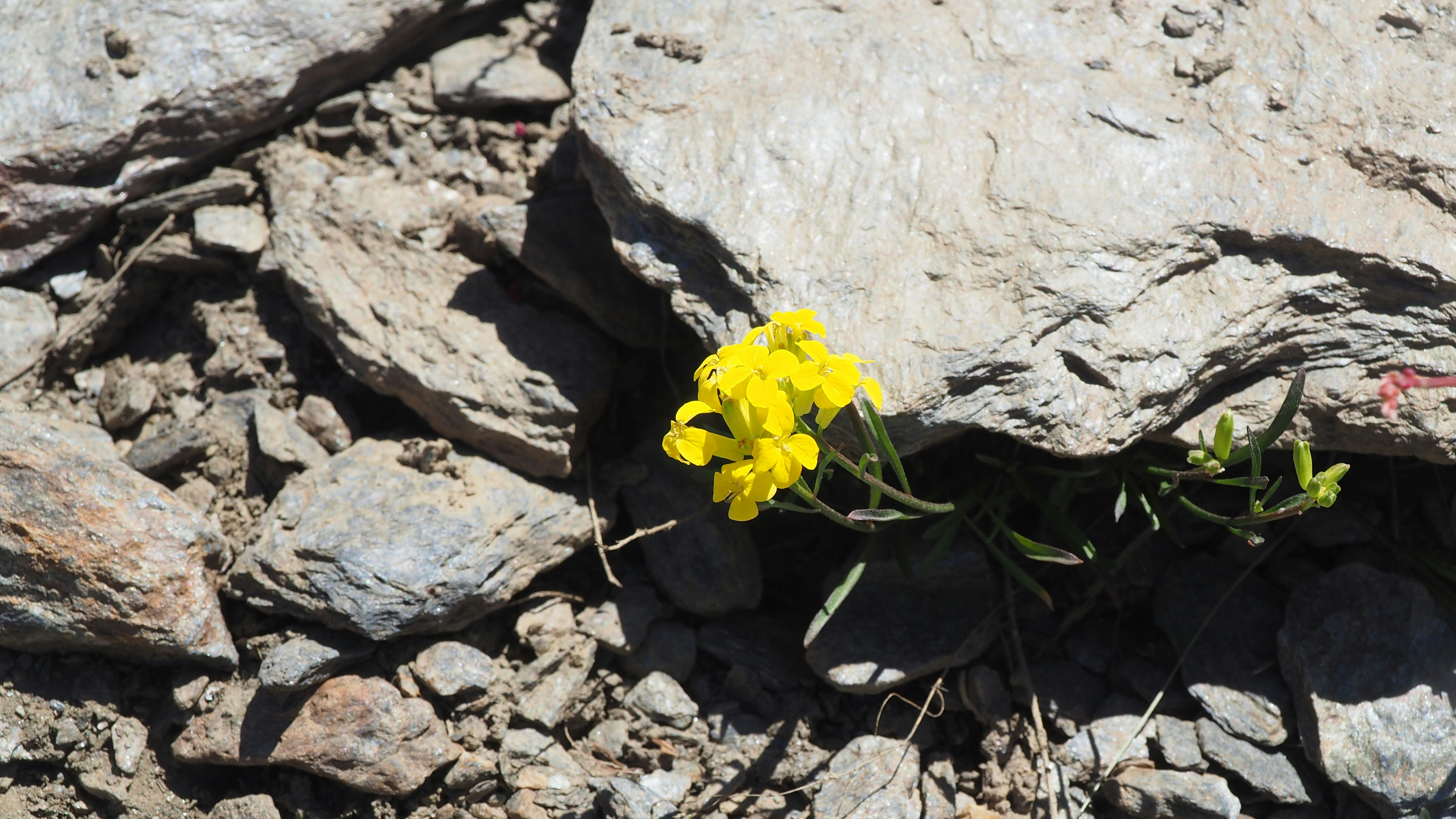 une petite fleur jaune poussant sur les rochers