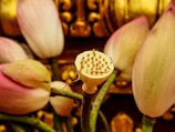 Several lotus buds and seed pods are arranged with a backdrop of blurred golden and intricate patterns. The buds have a soft pink hue blending into white, while the seed pod displays a yellowish tone with tiny seeds.