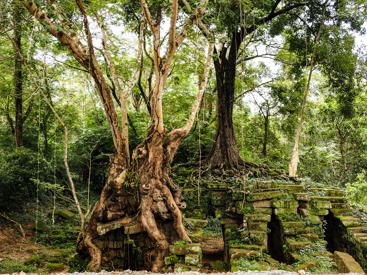 Ancient stone ruins overtaken by jungle at Angkor, Cambodia