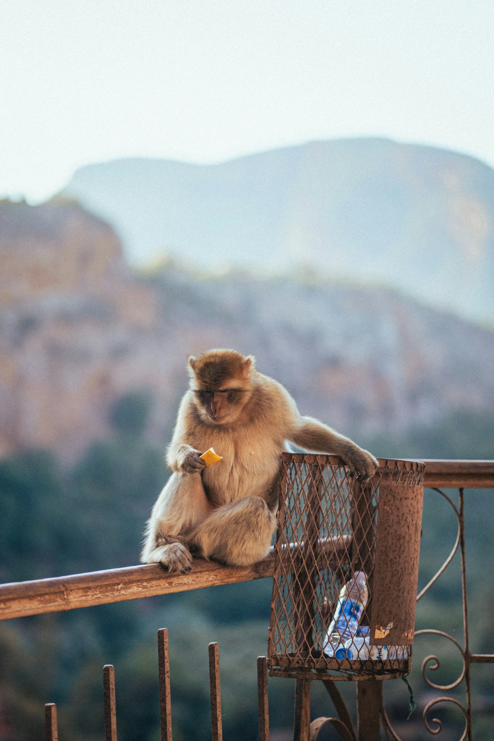 a monkey sitting on a fence eating something