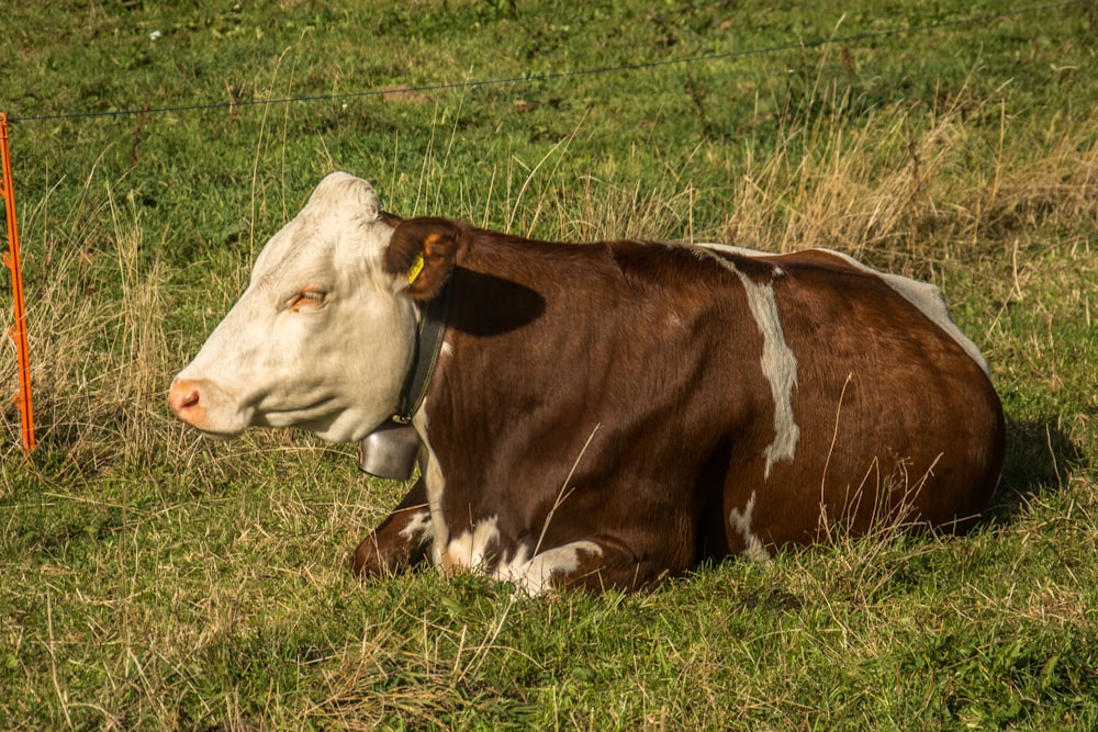 une vache brune et blanche couchée sur un champ verdoyant