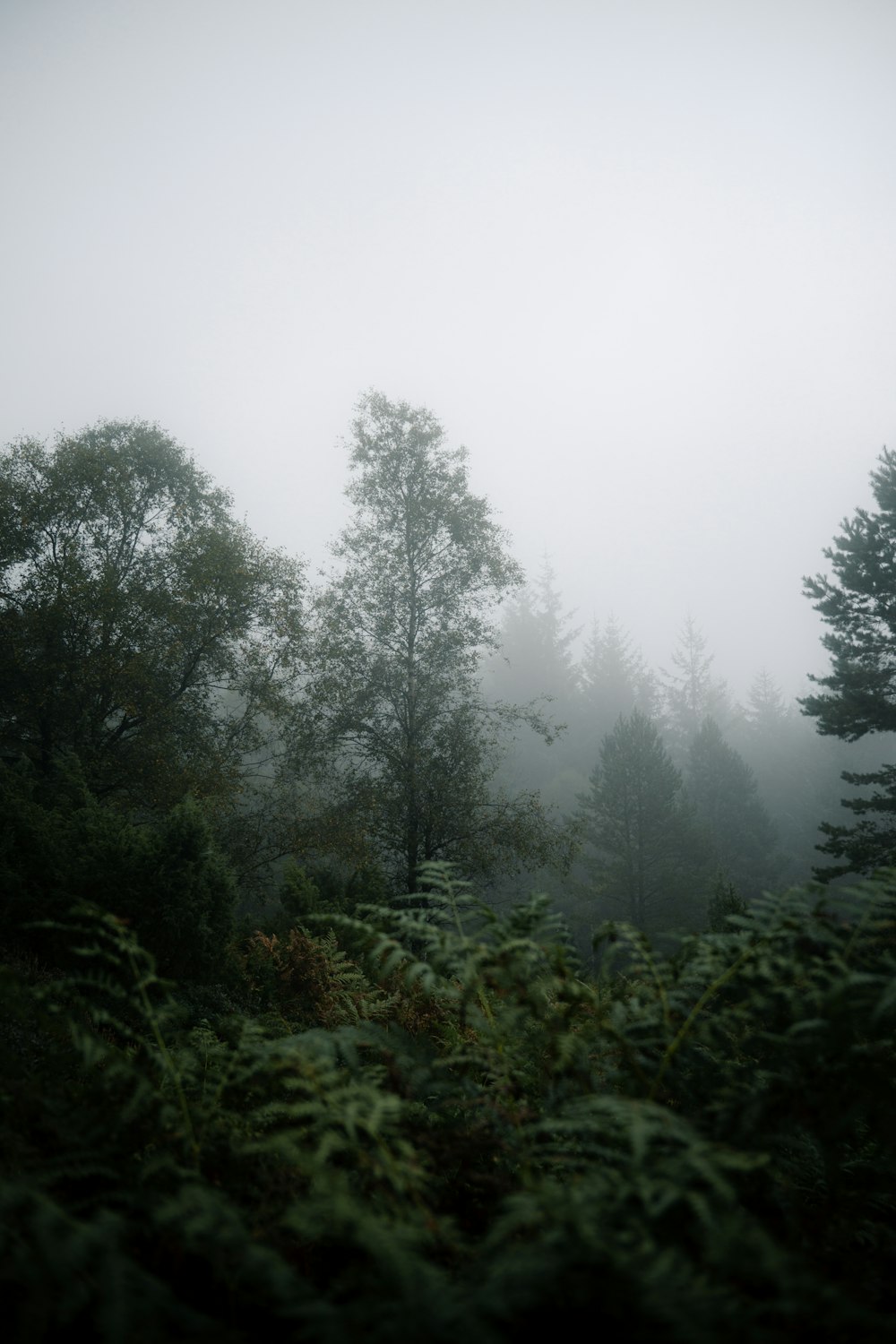 a foggy forest filled with lots of trees