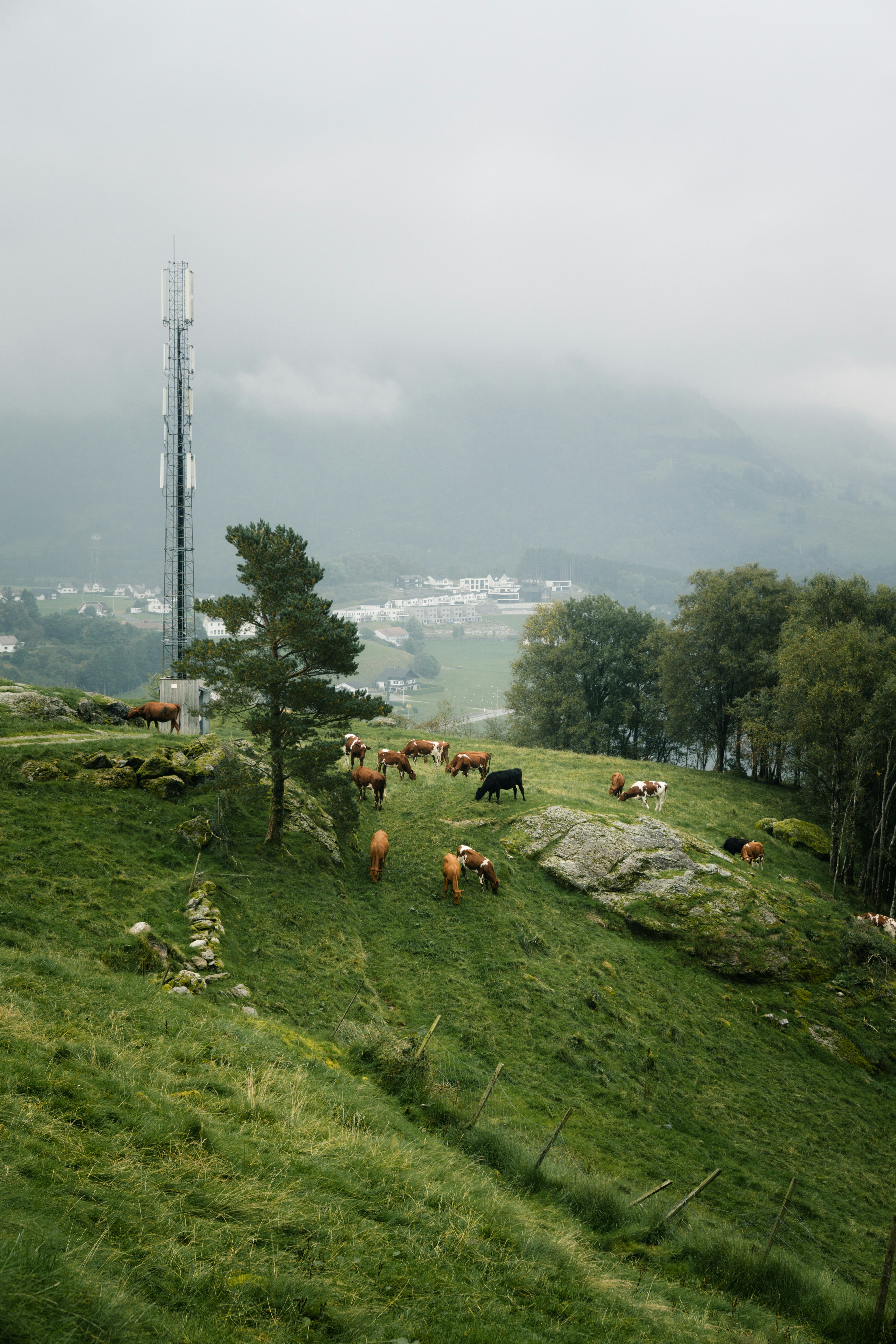 a herd of cattle grazing on a lush green hillside