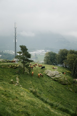 a herd of cattle grazing on a lush green hillside
