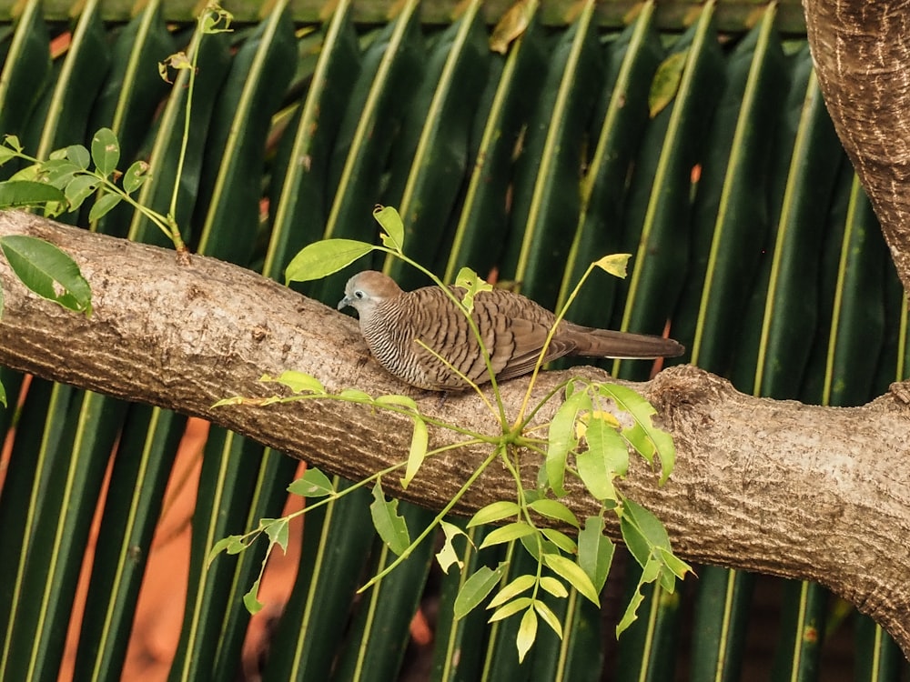 ein Vogel, der auf einem Ast eines Baumes sitzt