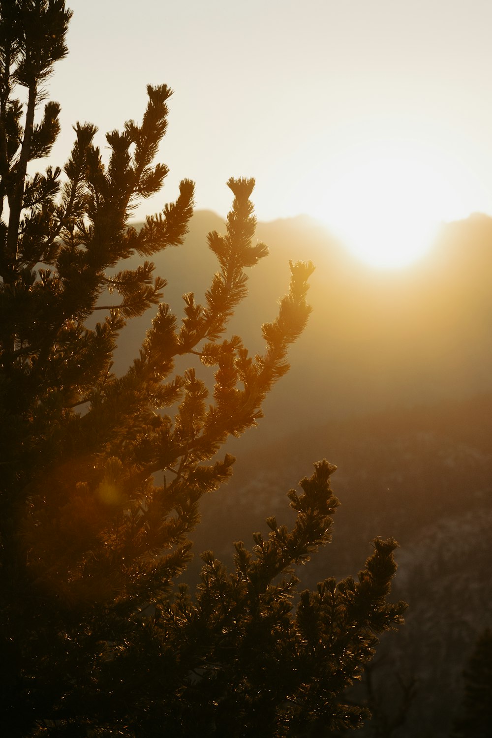 a pine tree with the sun setting in the background