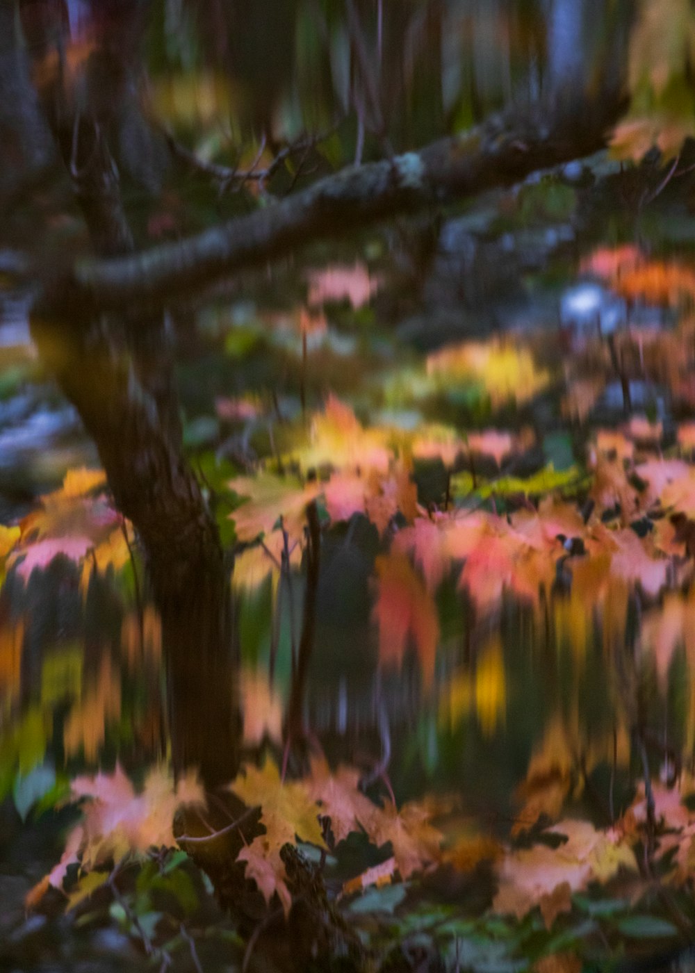 a blurry picture of leaves on the ground