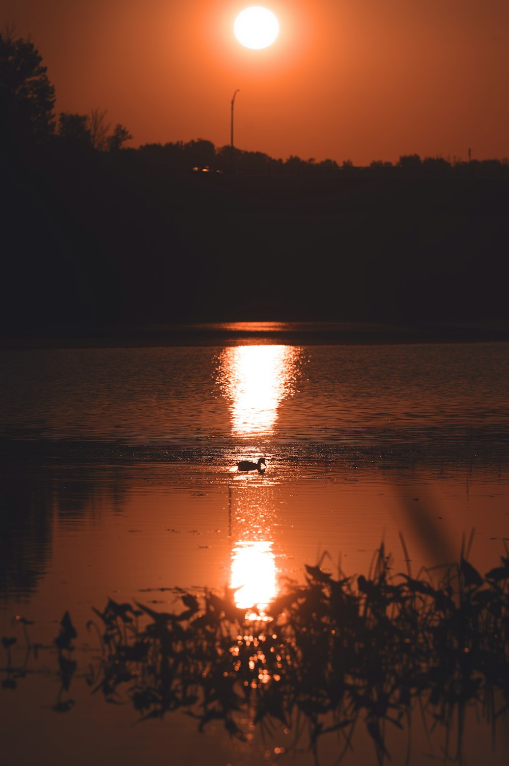 un uccello sta nuotando nell'acqua al tramonto