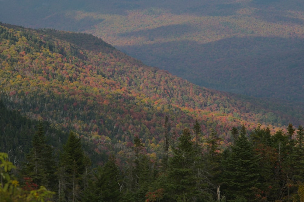 a forest filled with lots of trees covered in fall colors