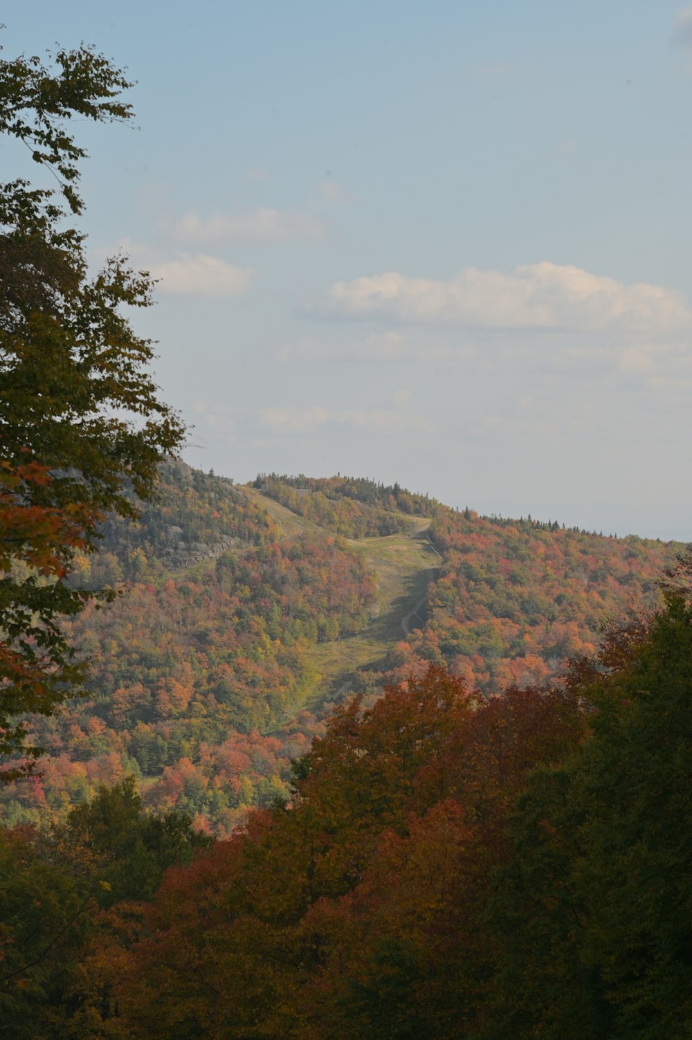 a view of a mountain with trees in the foreground